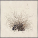 "Coral Sea Fan" Framed Art Print ARTWORK - framed print Celadon Art