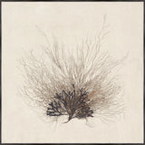 "Coral Sea Fan" Framed Art Print ARTWORK - framed print Celadon Art