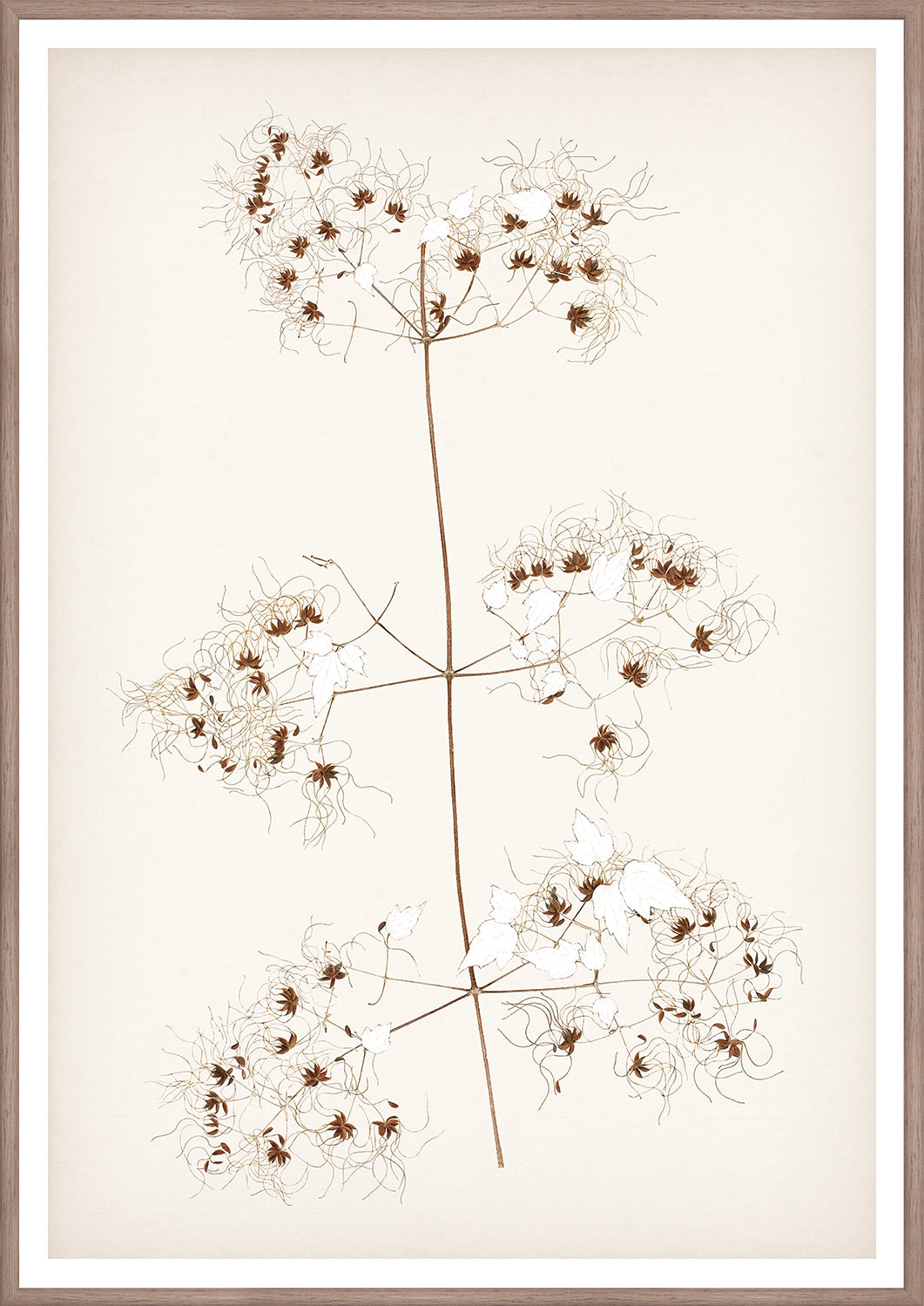 "Botanical Sketch I" Framed Art Print ARTWORK - framed print Celadon Art Medium