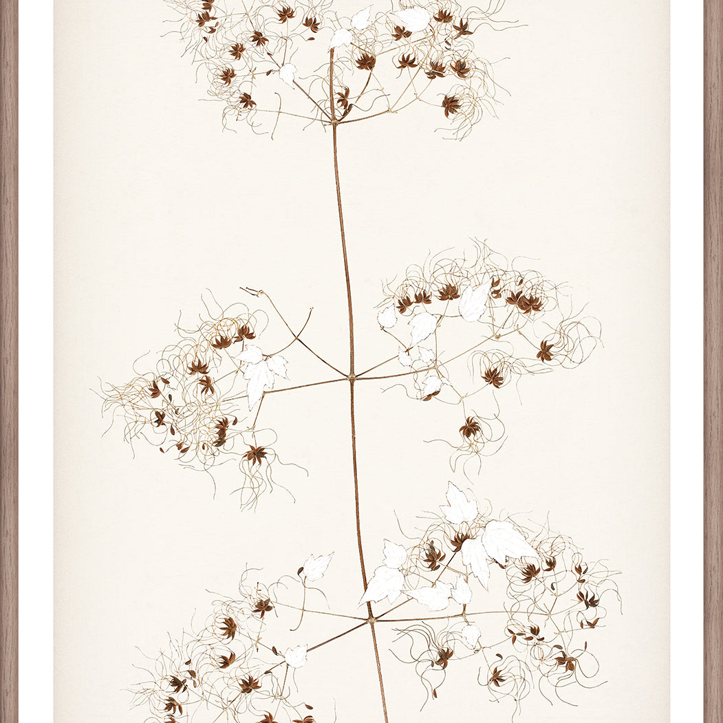 "Botanical Sketch I" Framed Art Print ARTWORK - framed print Celadon Art Small