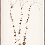 "Botanical Sketch II" Framed Art Print ARTWORK - framed print Celadon Art Large