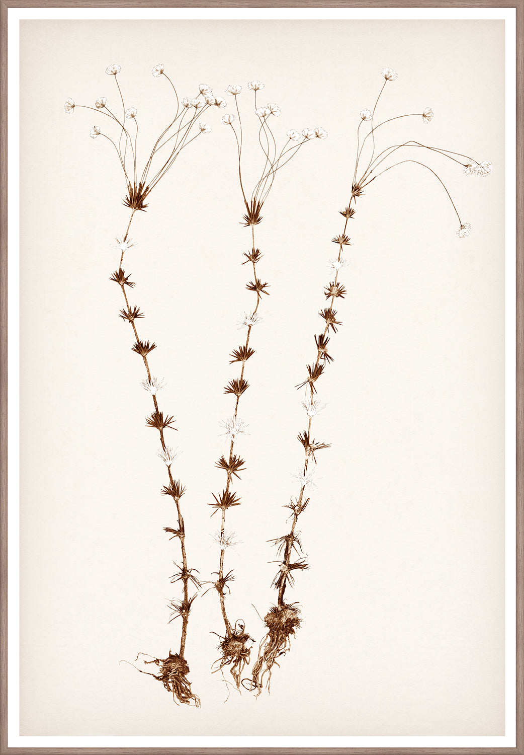 "Botanical Sketch II" Framed Art Print ARTWORK - framed print Celadon Art Large