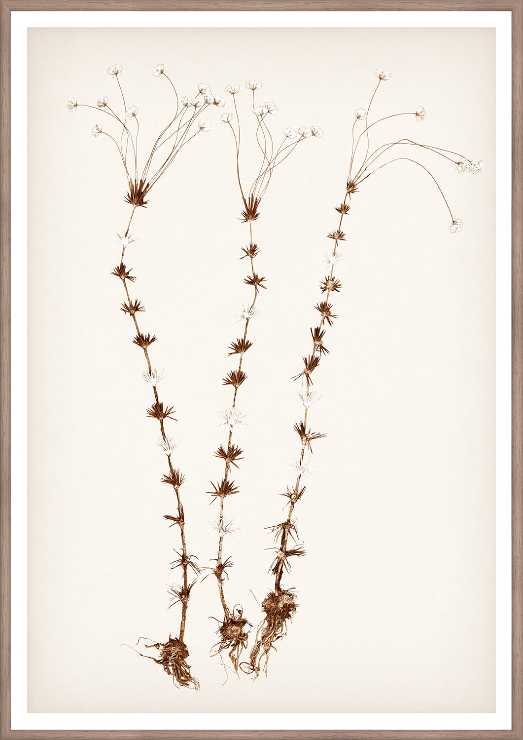 "Botanical Sketch II" Framed Art Print ARTWORK - framed print Celadon Art Medium
