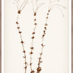 "Botanical Sketch II" Framed Art Print ARTWORK - framed print Celadon Art Medium