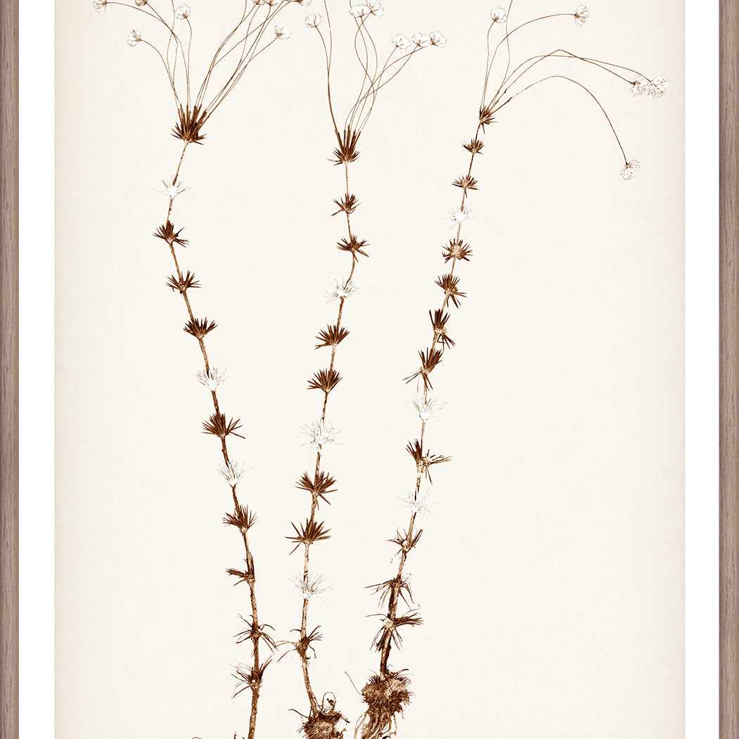 "Botanical Sketch II" Framed Art Print ARTWORK - framed print Celadon Art Small