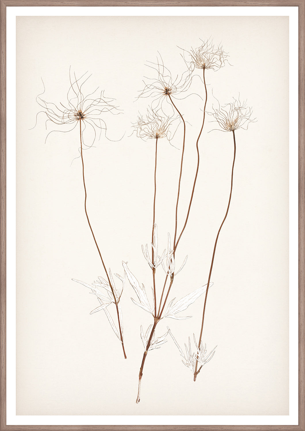 "Botanical Sketch III" Framed Art Print ARTWORK - framed print Celadon Art Medium
