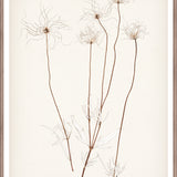 "Botanical Sketch III" Framed Art Print ARTWORK - framed print Celadon Art Medium