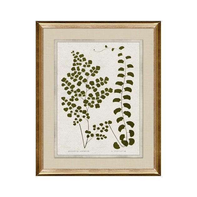 "Botanica II" Framed Art Print