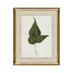 IN STORE - "Botanica III" Framed Art Print ARTWORK - in store Northwood Collection