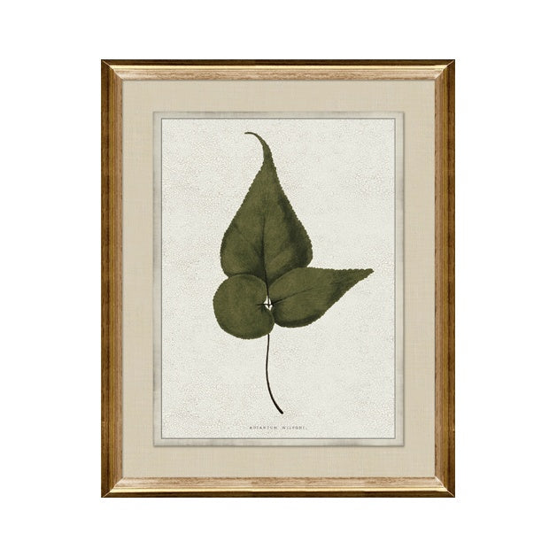 "Botanica III" Framed Art Print