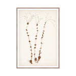 "Botanical Sketch II" Framed Art Print ARTWORK - framed print Celadon Art