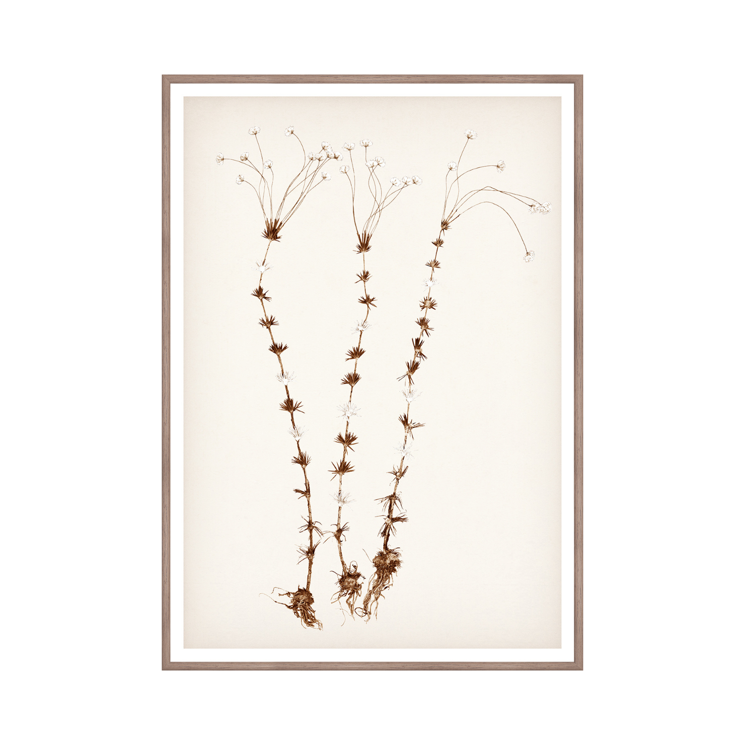 "Botanical Sketch II" Framed Art Print ARTWORK - framed print Celadon Art