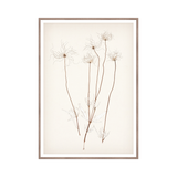 "Botanical Sketch III" Framed Art Print ARTWORK - framed print Celadon Art
