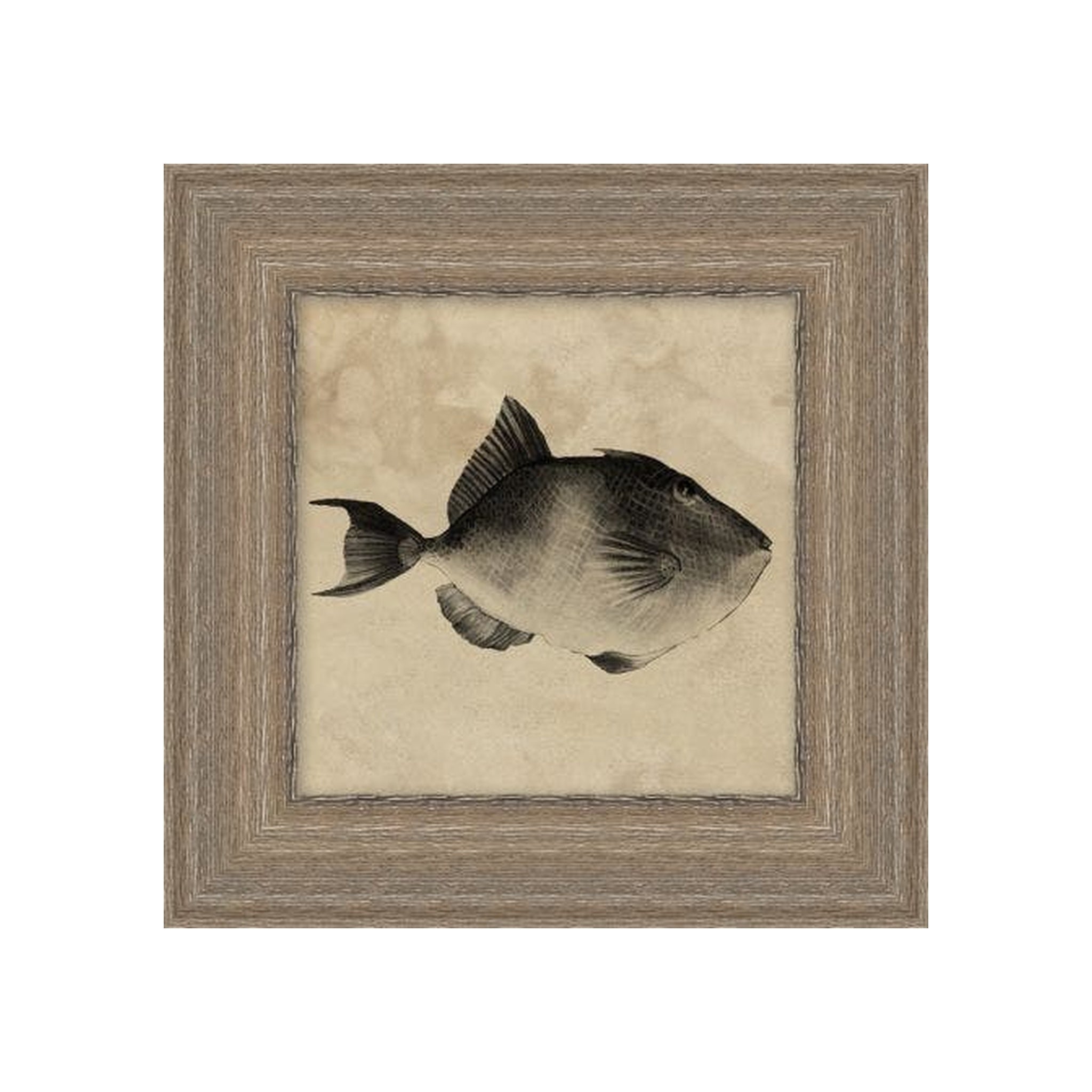 "Deep Sea Trigger Fish" Framed Art Print ARTWORK - framed art Wendover Art Group