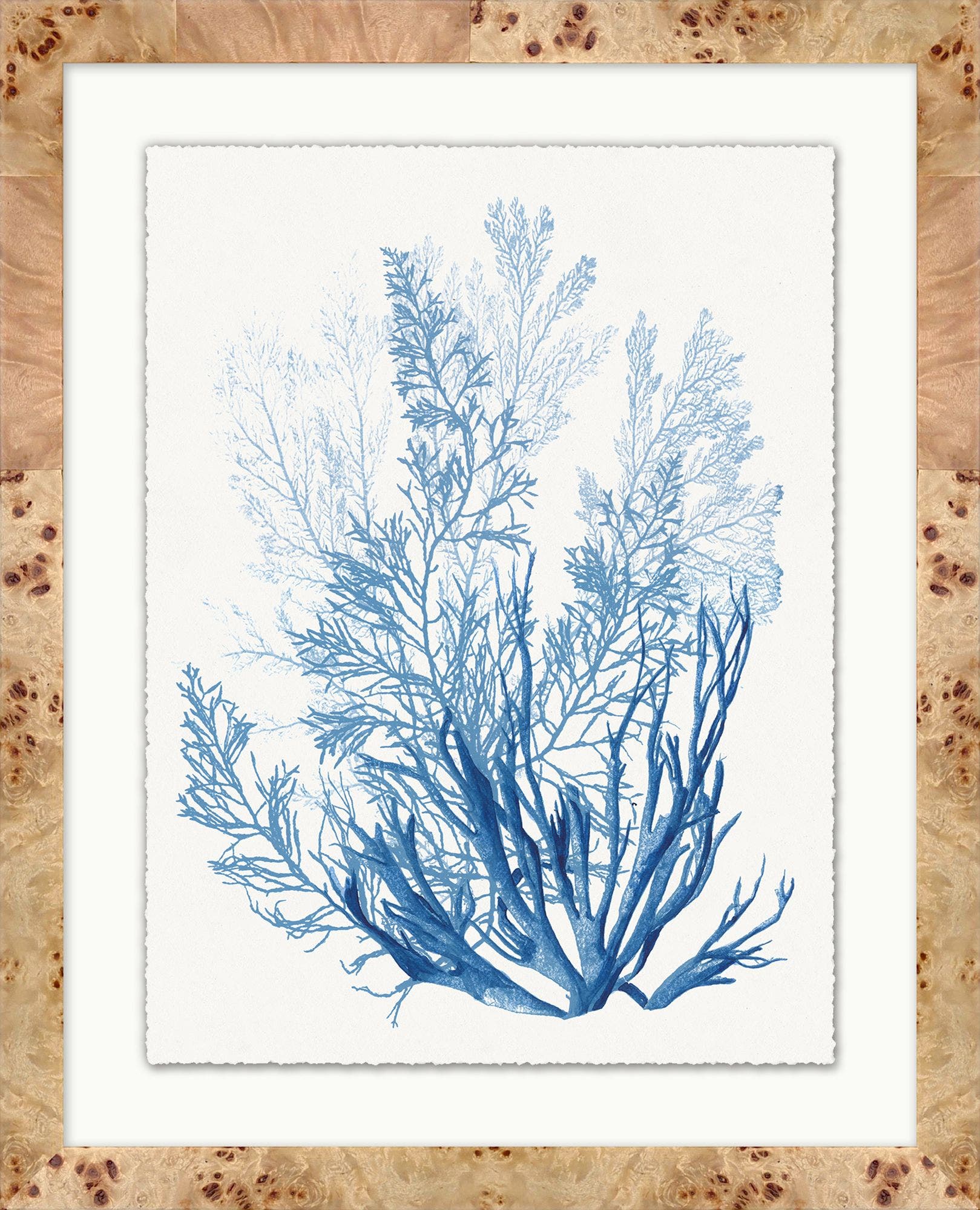 "Forms of Coral" Framed Art Print ARTWORK - framed art Wendover Art Group