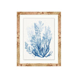 Forms of Coral 2 ARTWORK - framed art Wendover Art Group