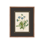 Figures of Flora 3 ARTWORK - framed art Wendover Art Group