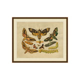 "Winged Sequence" Framed Art Print ARTWORK - framed art Wendover Art Group