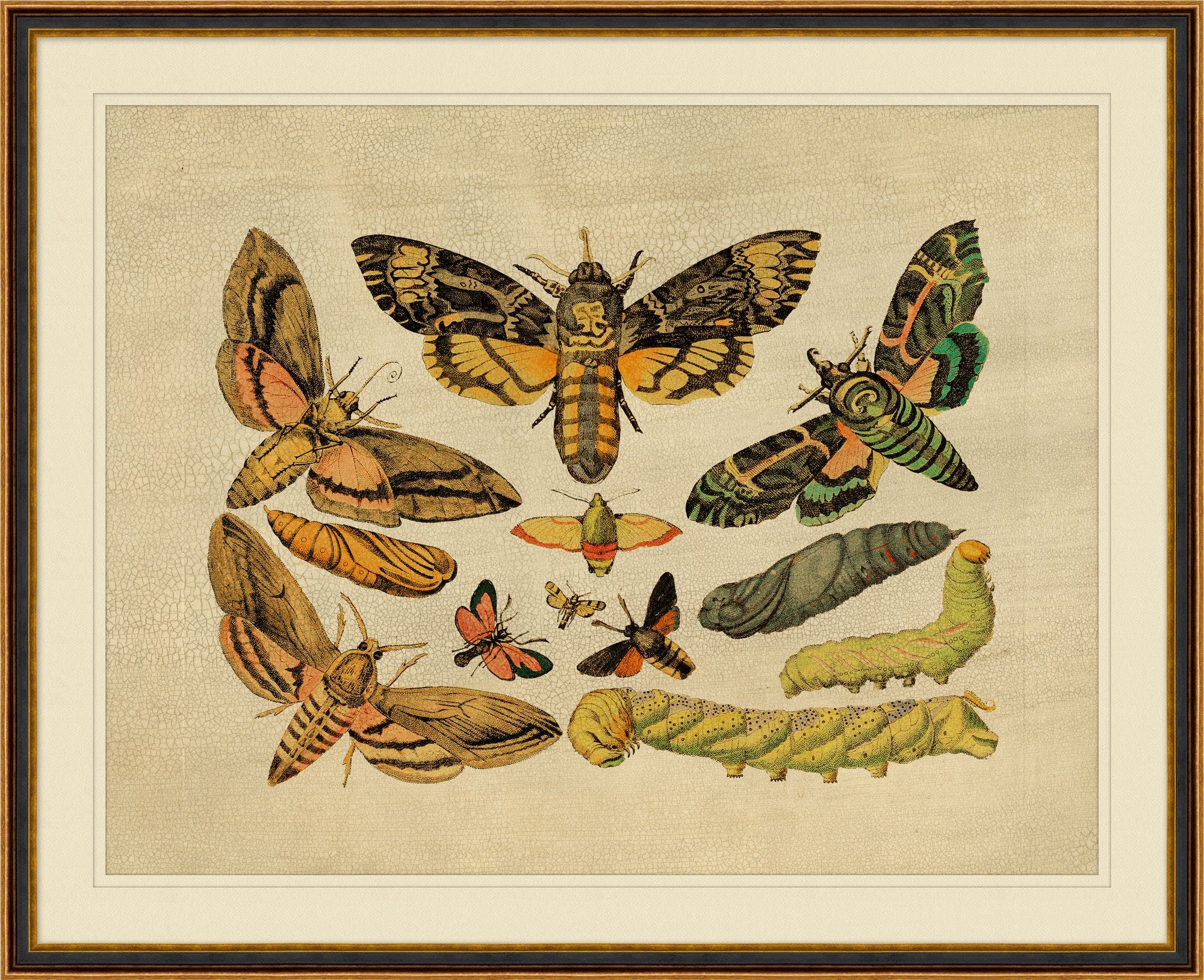 "Caterpillars to Moths" Framed Art Print ARTWORK - framed art Wendover Art Group