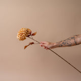 Faux Cream Pompon Stem