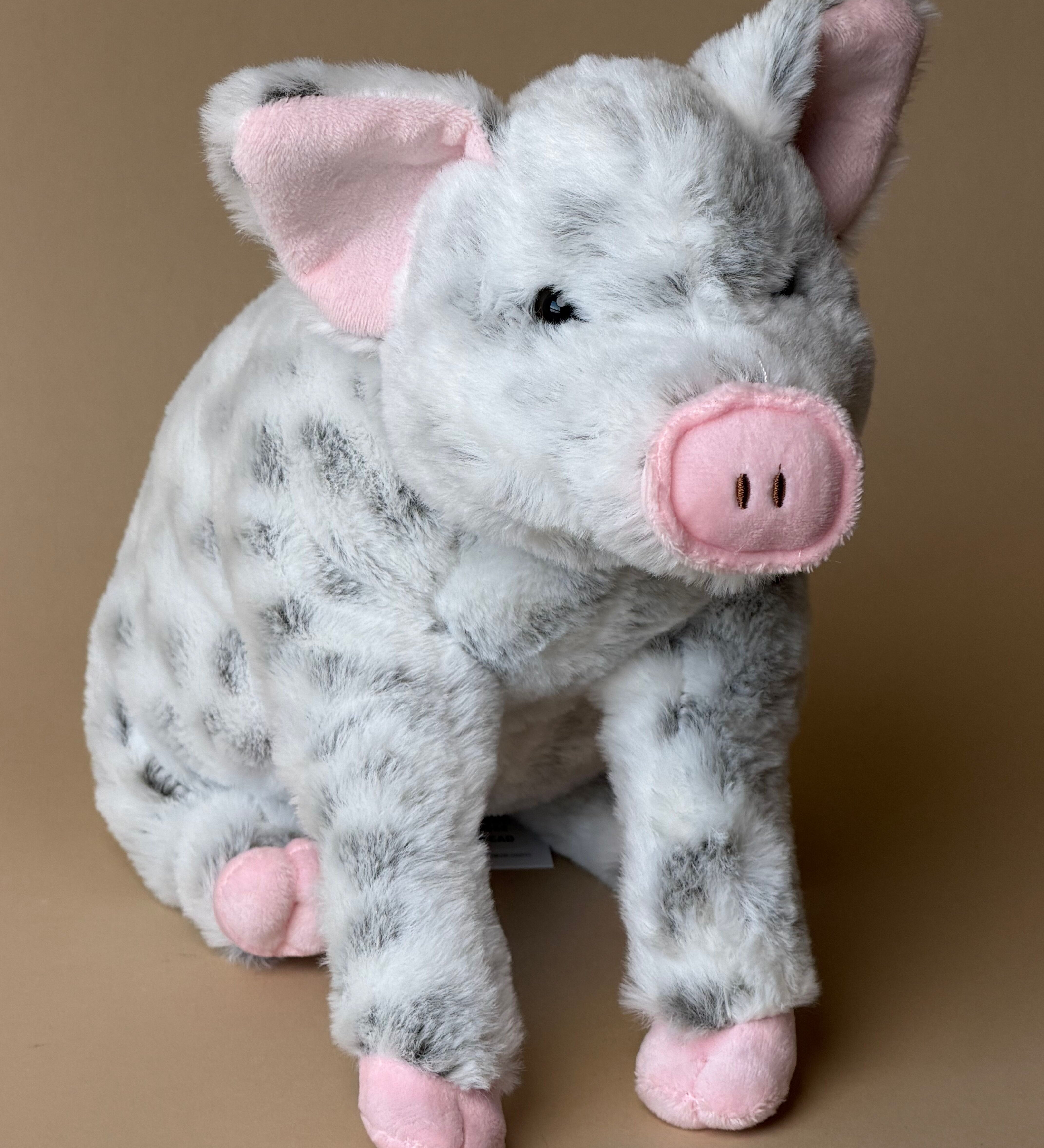Sally the Spotted Pig – view 2