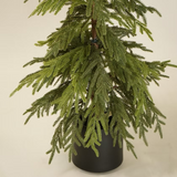 Faux Weeping Norfolk Pine Tree