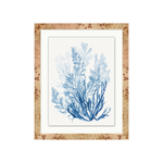 "Forms of Coral" Framed Art Print ARTWORK - framed art Wendover Art Group