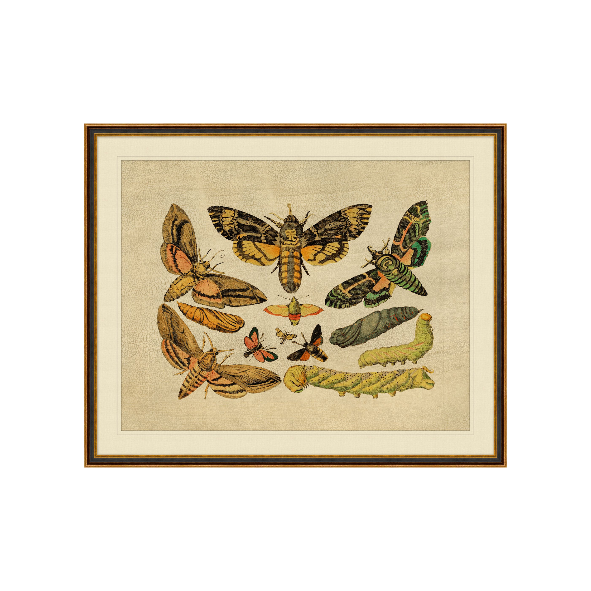 "Caterpillars to Moths" Framed Art Print