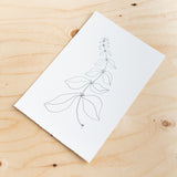 Botanical Line Drawing by Melissa Mary Jenkins - Rug & Weave