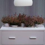Farrow & Ball Calluna No. 270