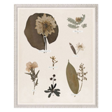 "Floral Pressings XI" Framed Art Print ARTWORK - framed print Celadon Art