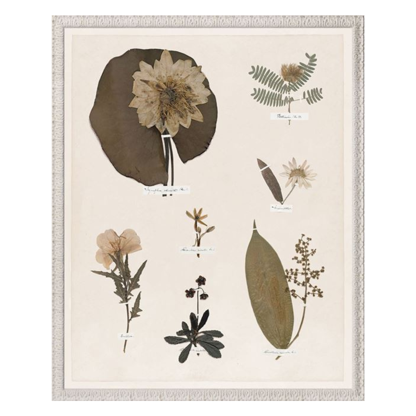 "Floral Pressings XI" Framed Art Print ARTWORK - framed print Celadon Art