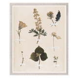 "Floral Pressings I" Framed Art Print ARTWORK - framed print Celadon Art