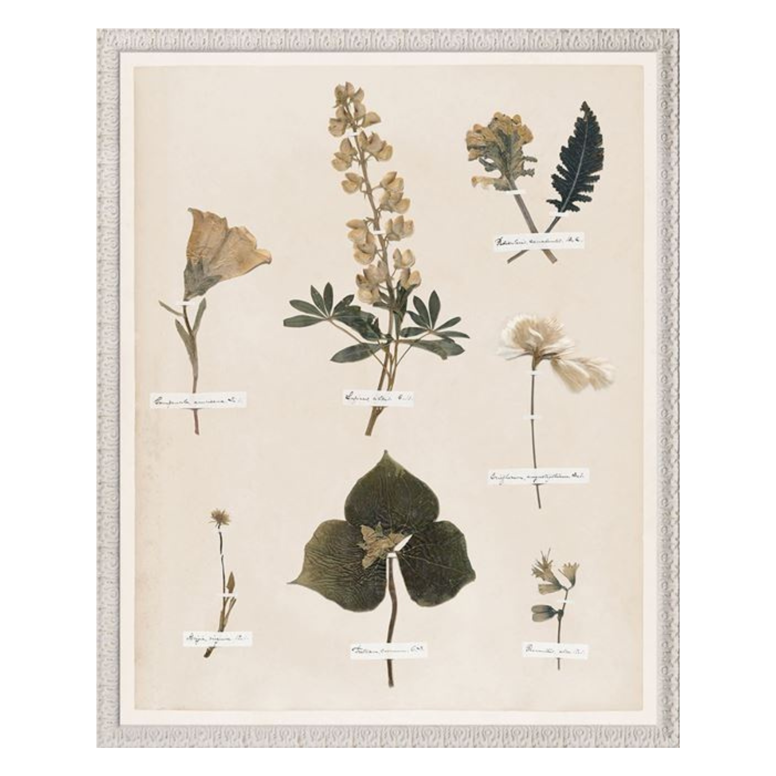 "Floral Pressings I" Framed Art Print ARTWORK - framed print Celadon Art