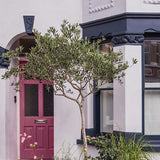 Farrow & Ball Rangwali No. 296 PAINT - Farrow & Ball Farrow & Ball